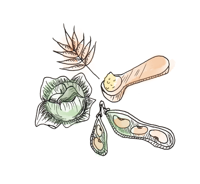 Ernährung der Schilddrüsentherapie